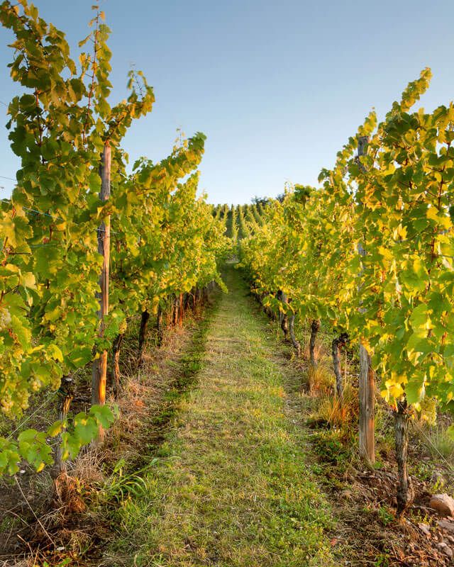 A scenic vineyard featuring neatly arranged rows of lush green vines under a clear blue sky.
